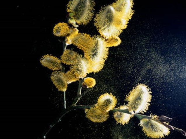 Pollen2