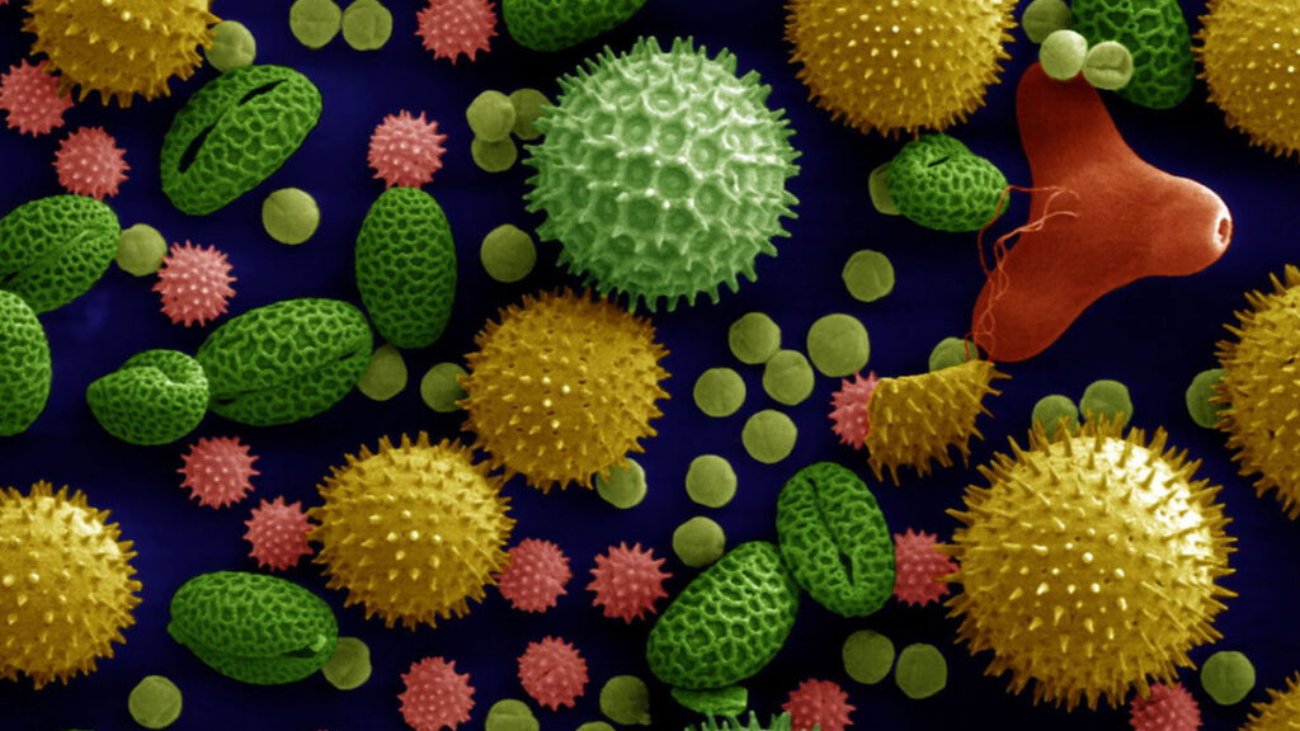 pollen_colorized-1024x683