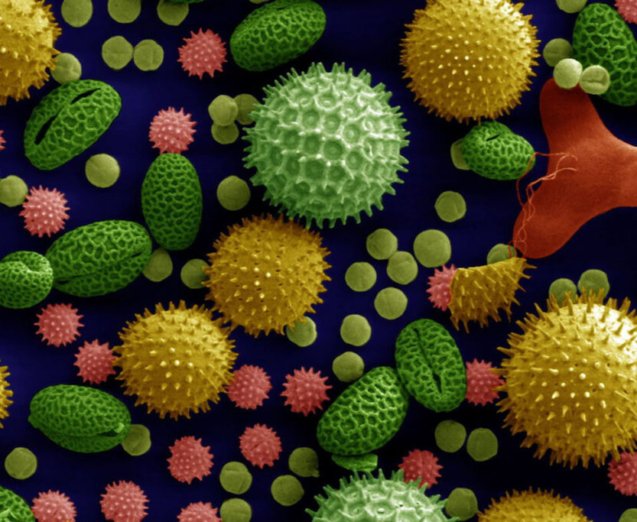 pollen_colorized-1024x683